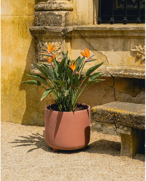 Vaso Redondo de Cimento (Ø30 cm) Petúnia