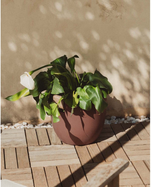Round Cement Planter (Ø37 Cm) Fitonia